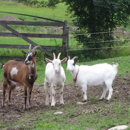 Mussbachhof Saalfelden