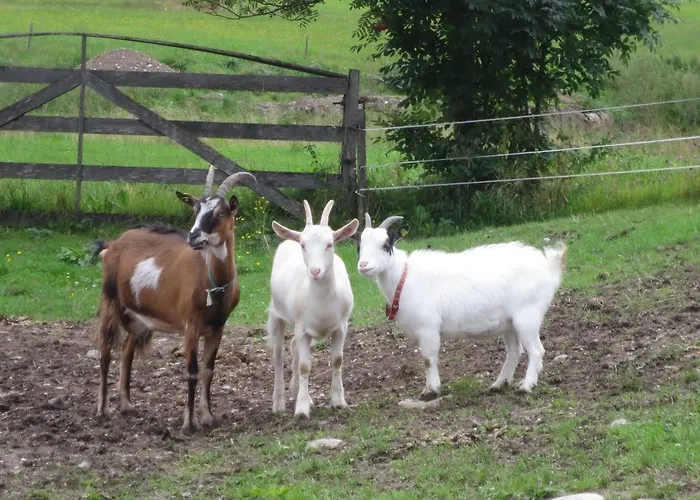 Mussbachhof Saalfelden