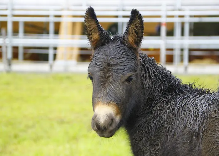 Mussbachhof * Saalfelden
